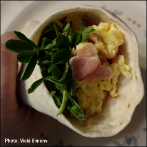 Photo of breakfast burrito with scrambled egg, ham, and Speckled Pea microgreens in a flour tortilla.