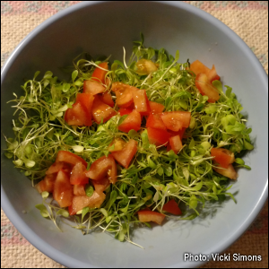 Diced tomatoes on Lettuce microgreens.