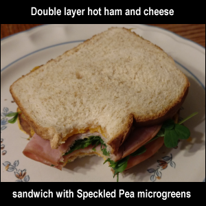 Double layer hot ham and cheese sandwich with Speckled Pea microgreens with a bite taken out to show the layers.