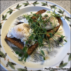 Speckled pea microgreens with wheat toast and poached eggs. Photo by Rebecca Robbins.