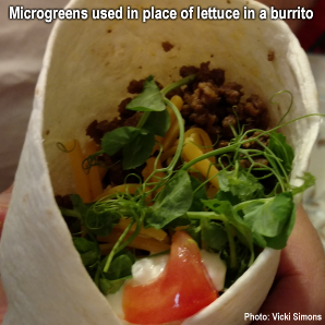 Microgreens used in place of lettuce in a burrito. Photo by Vicki Simons.