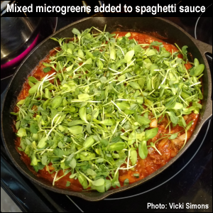 Mixed microgreens added to spaghetti sauce. Photo by Vicki Simons.