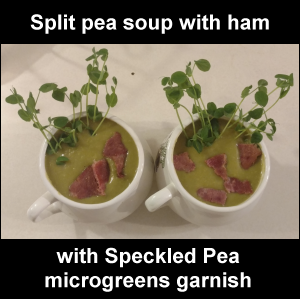 Split Pea Soup with ham -- with Speckled Pea microgreens garnish. Photo: Vicki Simons.
