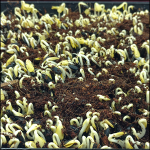 Sunflower Microgreens uncovered, Day 1, a.m.