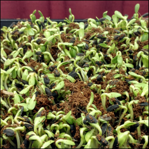 Sunflower Microgreens uncovered, Day 1, p.m.