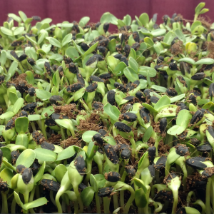 Sunflower Microgreens uncovered, Day 2, a.m.