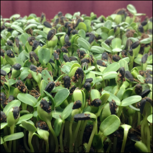 Sunflower Microgreens uncovered, Day 2, a.m.