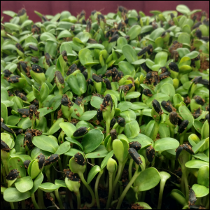 Sunflower Microgreens uncovered, Day 3, a.m.