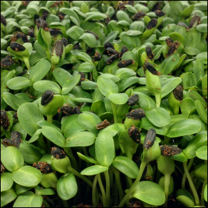 Sunflower Microgreens uncovered, Day 3, p.m.