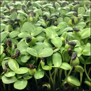 Sunflower Microgreens uncovered, Day 4, a.m.