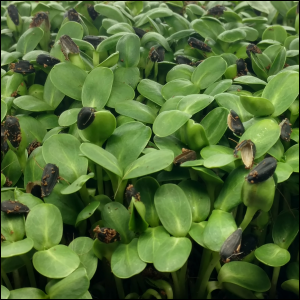 Sunflower Microgreens uncovered, Day 4, p.m.