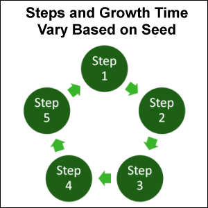 Steps and Growth Time Vary Based on Seed