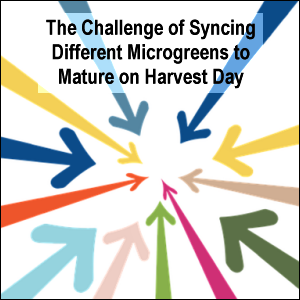 The challenge of syncing different microgreens to mature on harvest day