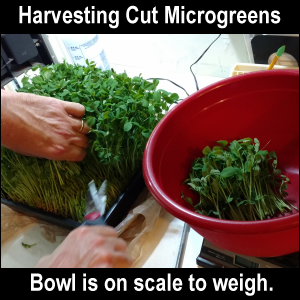 Harvesting cut microgreens. Bowl is on scale to weigh harvest.