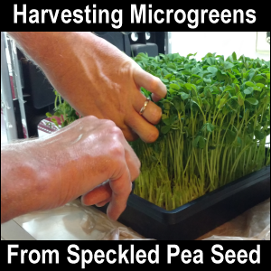Harvesting microgreens from speckled pea seed