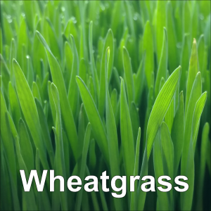Wheatgrass grown by Michael Simons of NKBJ Microgreens.