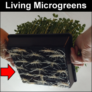Living microgreens with the roots growing through the holes in the bottom of the tray.