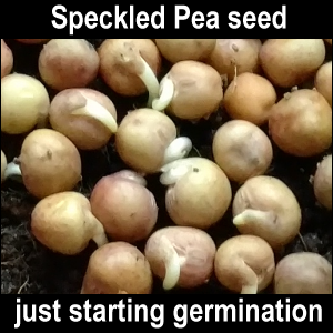 Speckled Pea seed just starting germination