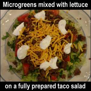 Microgreens mixed with lettuce on a fully prepared taco salad