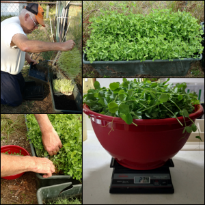 Planting, growing, harvesting and weighing a second harvest of microgreens.