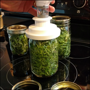 Vacuum sealing microgreens in pint and quart canning jars