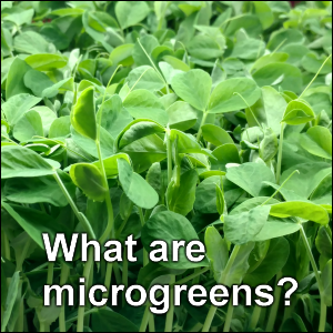 What are microgreens?